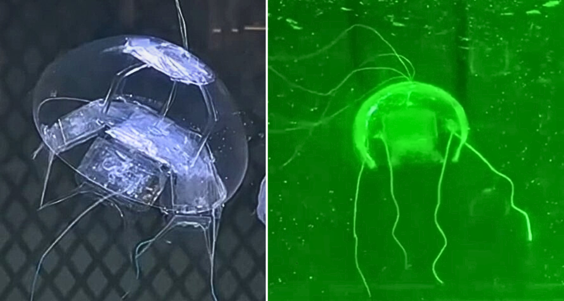 China Unveils ‘Ghost Jellyfish’ Drone Capable of Flying and Swimming Underwater