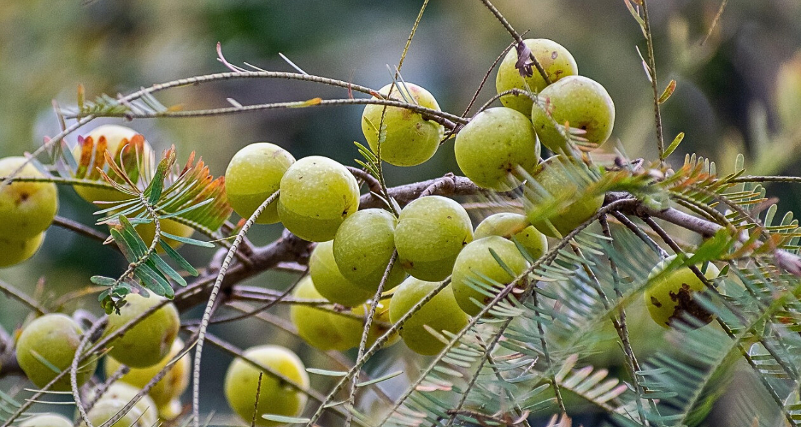 10 Benefits of Eating Amla Daily: The Wonder Fruit of India